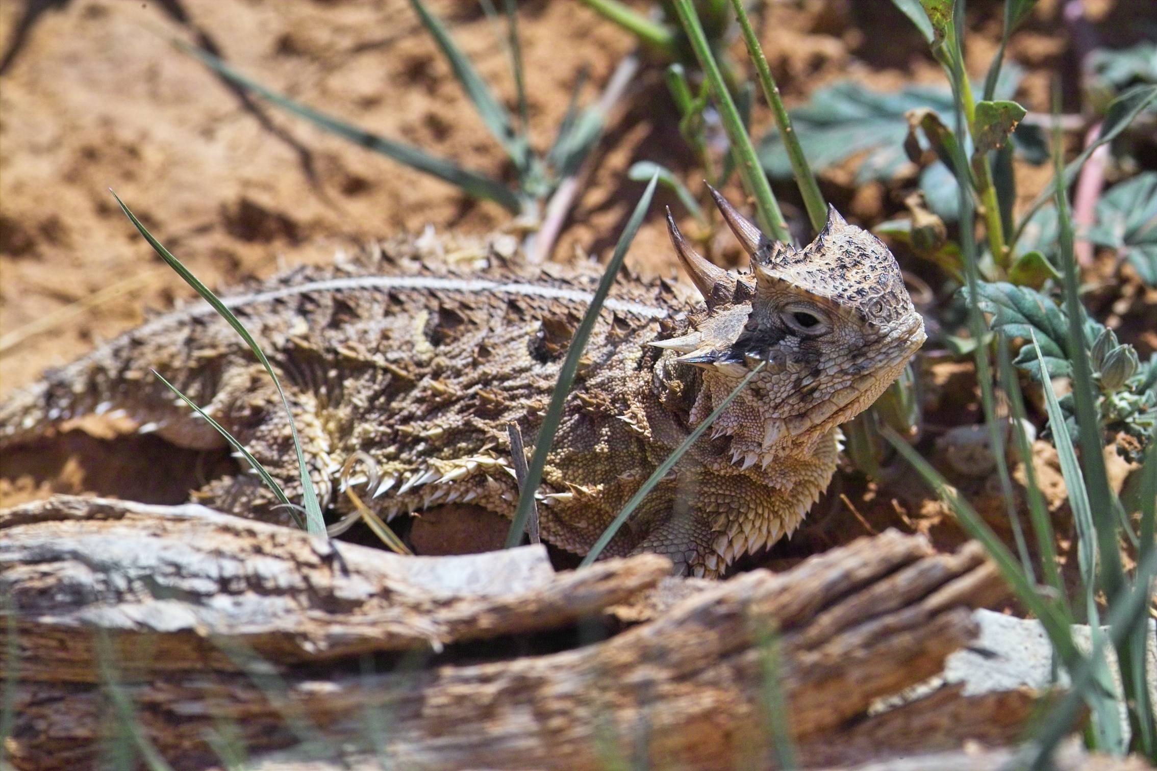 horny toad