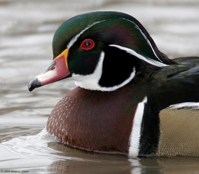 u16/bcurrie/medium/39064898.WoodDuckMalePortrait20DIMG_1731pbase12505.jpg