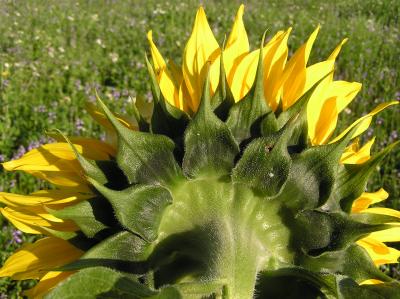 backside of sunflower