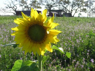 Sunflower with homestead in foreground