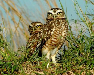 Sand Dune Owls