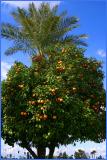 Orange Tree