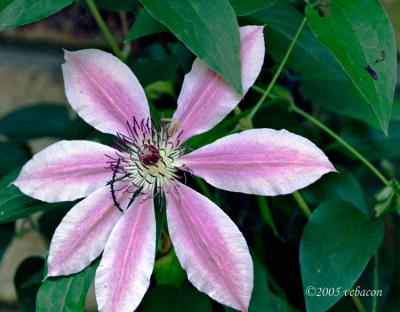 Clematis on the Back Wall