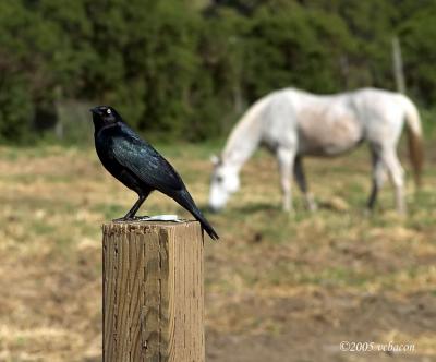 Black Bird Perch