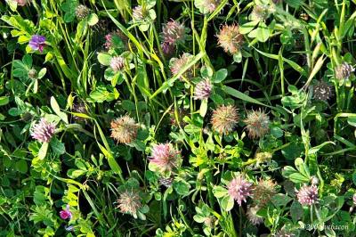 Clover amid the grasses and wildflowers