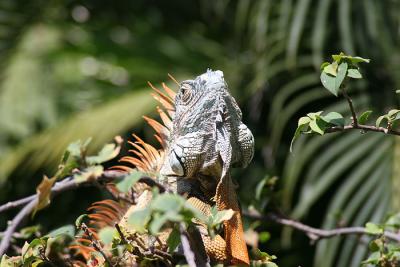 IMG_5235-r.jpg