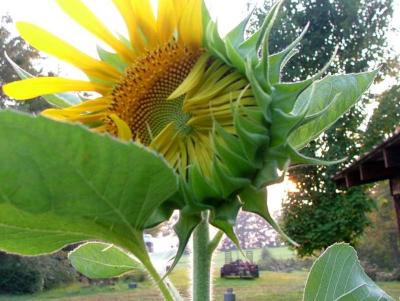 sunflower 35.jpg
