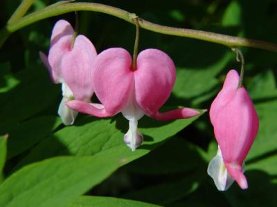 Bleeding Heart.JPG