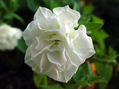 White Petunia.jpg