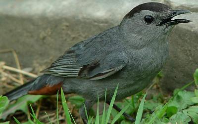 Catbird