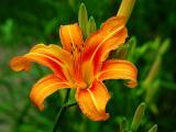 DayLily.jpg