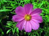 cosmos..jpg