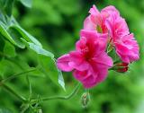 geranium.jpg