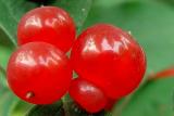 berries .jpg