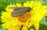 Ctenucha virginica
