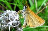 Moth