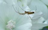 Spider 4 DSC00261.jpg