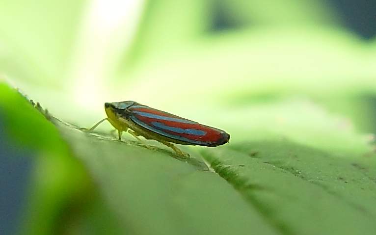Red Blue Bug5 DSC00280.jpg