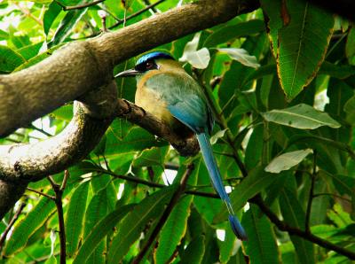 BluCrownMotMot 0695.jpg