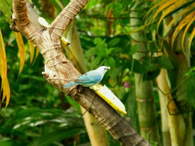 BluGray Tanager RN 0424.jpg