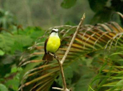 Kiskadee 0399.jpg