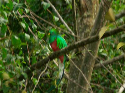 Quetzal Fuzzy 0470.jpg