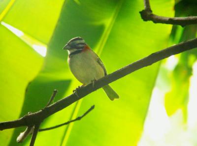 Rufous Collared Sparrow2 0696.jpg