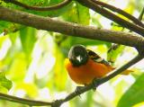 BaltimoreOriole 0720.jpg