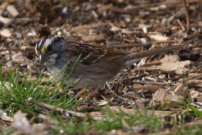 white throated sparrow 003.jpg