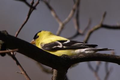 goldfinch 034.jpg