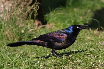 common grackle 008.jpg