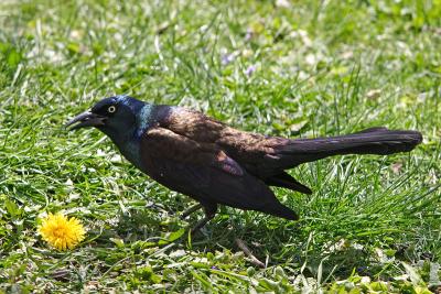 common grackle 009.jpg