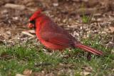 cardinal 015.jpg
