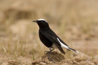 Monachella Testabianca ( White - crowned Wheatear)