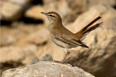 Usignolo d'Africa (Cercotrichas galactotes ssp galactotes) - Rufous Bush Robin