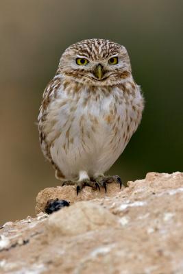 Civetta (Athene noctua) - Little Owl