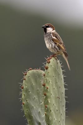 Passera Sarda (Passer hispaniolensis) - Spanish Sparrow 