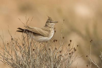 u16/birding1983/medium/42144374.EPV0079.jpg