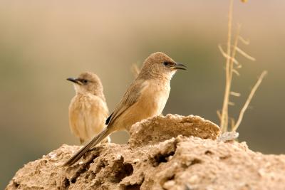Garrulo Fulvo (Fulvous Babbler)
