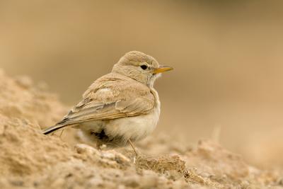 u16/birding1983/medium/42192450.EPV0112.jpg