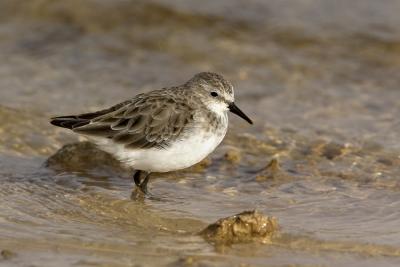 Gambecchio	(Little Stint)