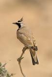 Allodola di Temminck ( Temmincks Lark)