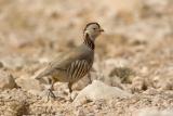 Pernice Sarda (Alectoris barbara) - Barbary Partridge