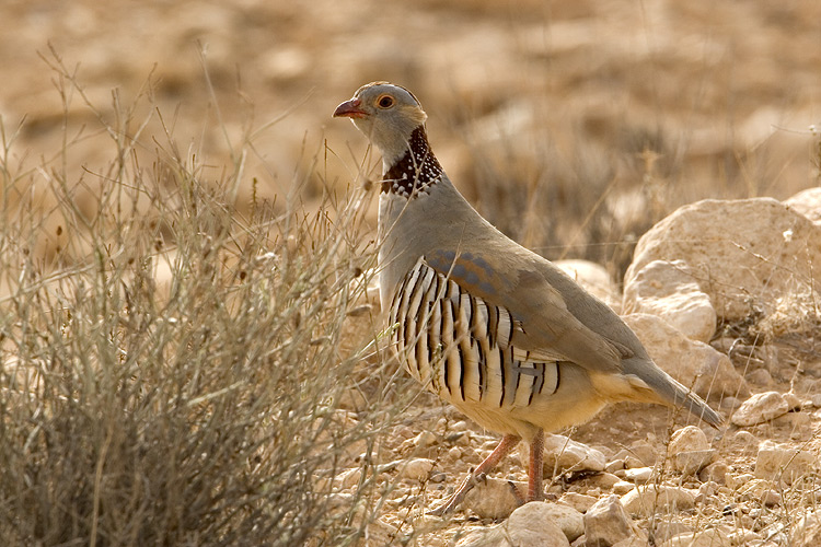 Pernice Sarda  (Alectoris barbara) - Barbary Partridge