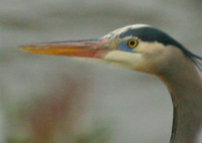 GREAT BLUE HERON II