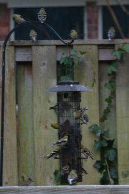 GOLDFINCH BUFFET