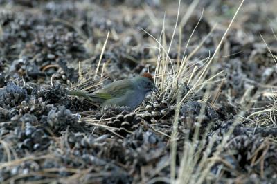 GREEN TAILED TOWHEE AMONG PINECONES