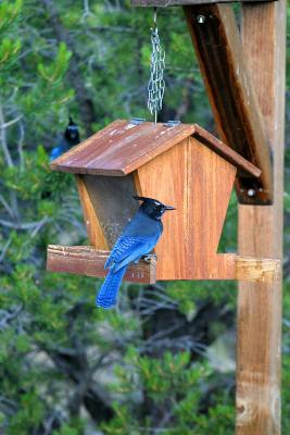 STELLERS JAY