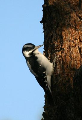 DOWNY WOODPECKER