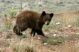 Bear Cub I